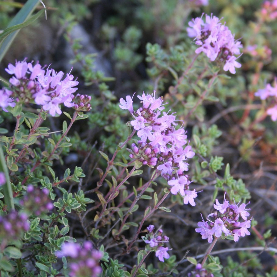 Тимьян ползучий (чабрец) - Thymus serpyllum l. Lamiaceae - Яснотковые