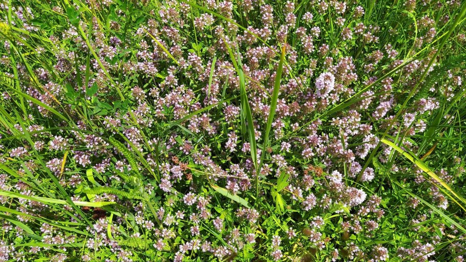 Тимьян Богородская трава