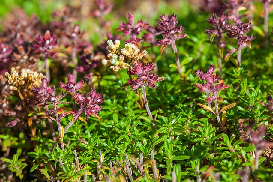 Тимьян Губерлинский