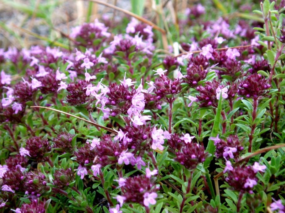 Чабер Крымский