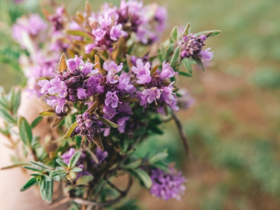 Thymus longiflorus