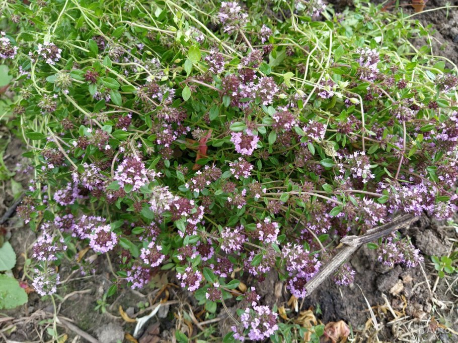 Чабрец (Thymus serpyllum)