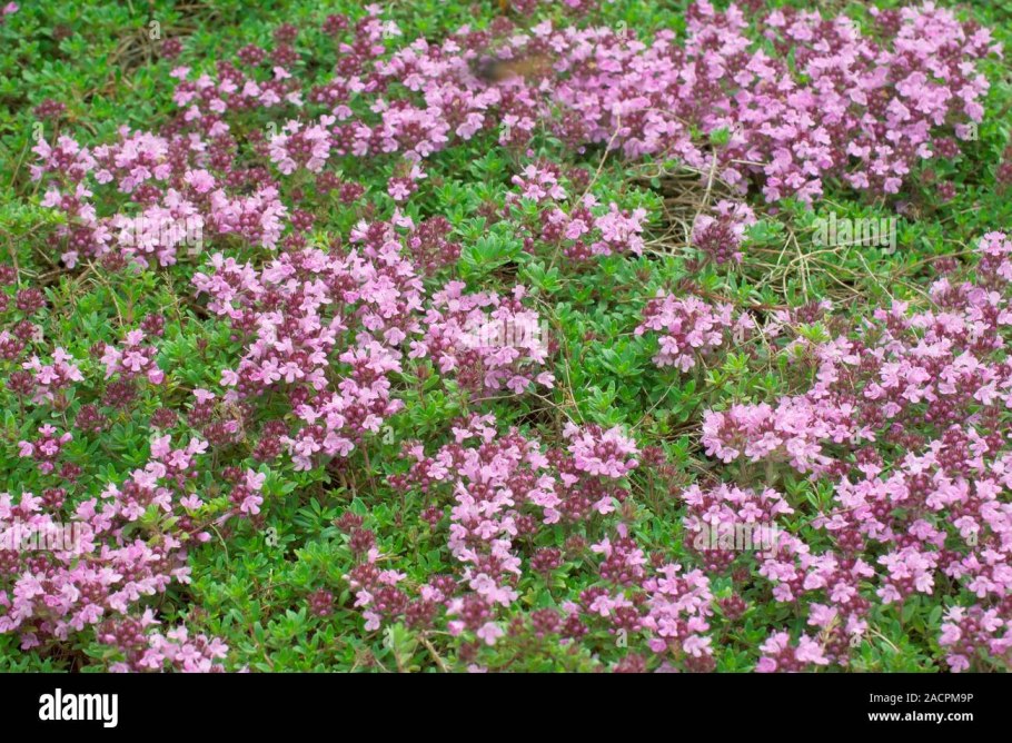 Тимьян thymus vulgaris