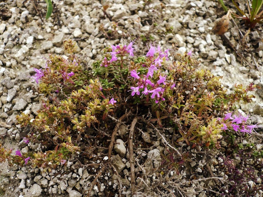 Тимьян (чабрец)