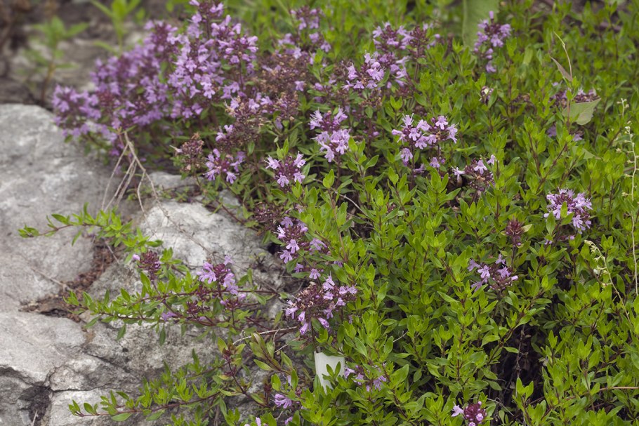 Тимьян комарова (thymus komarovii )