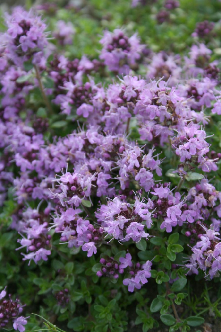 Чабер огородный ароматный