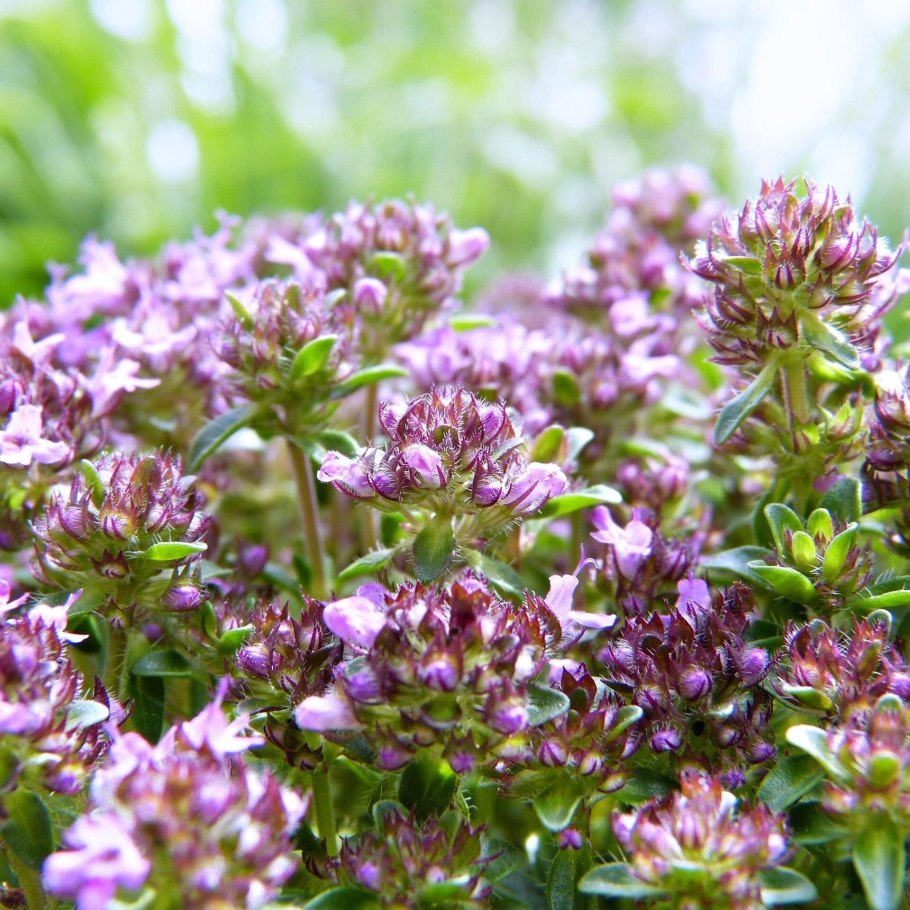 Тимьян ползучий (Thymus serpyllum)