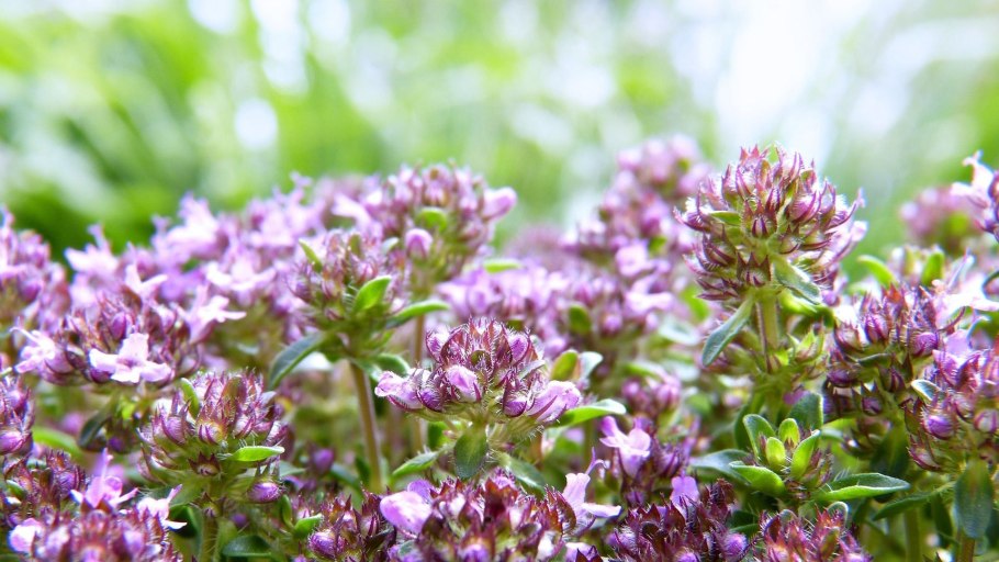 Тимьян и орегано