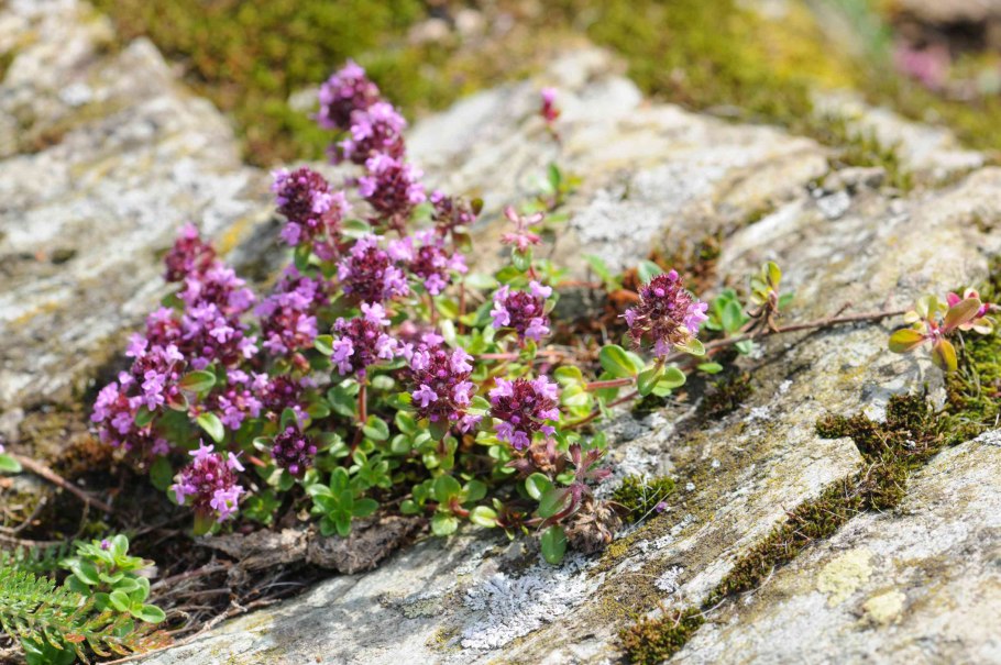 Тимьян розовый