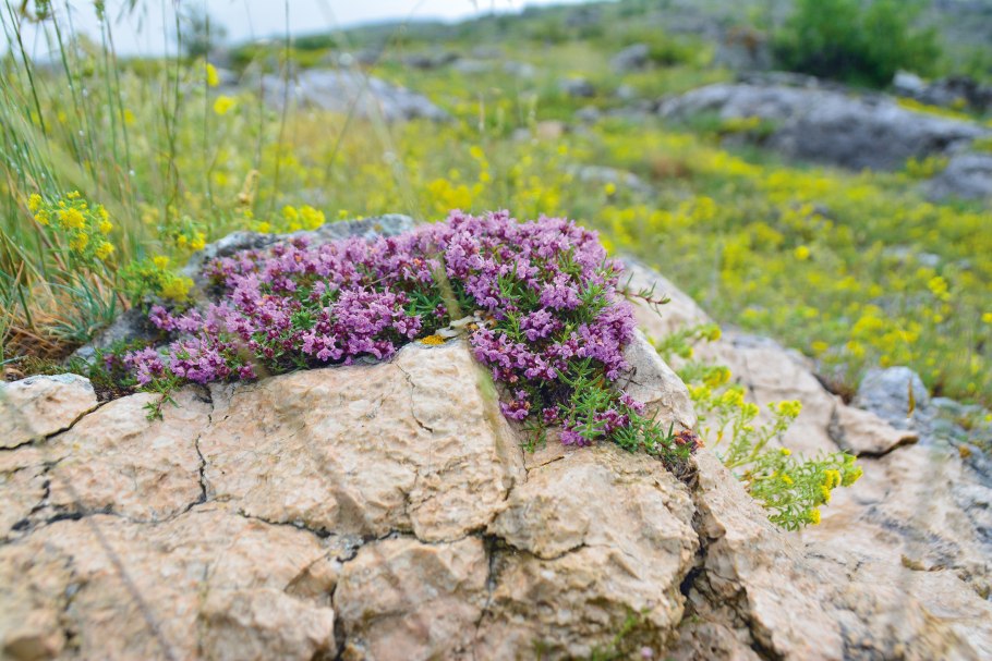 Тимьян ползучий (Thymus serpyllum)