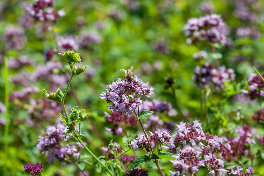 Чабрец тимьян душица орегано