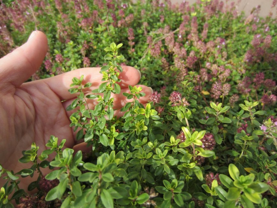 Чабрец стелющийся