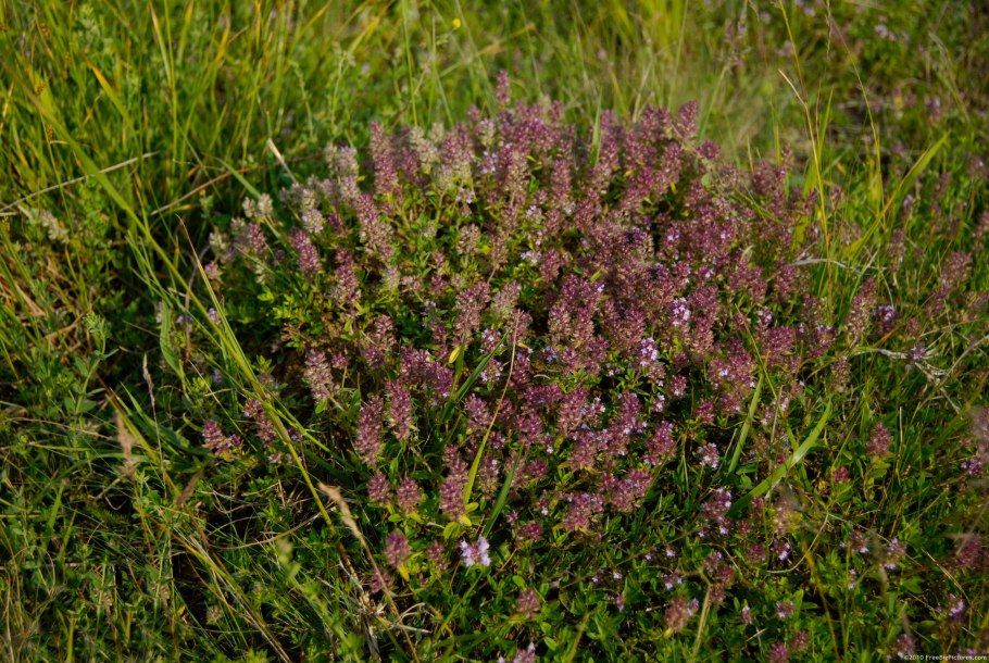 Тимьян Уральский