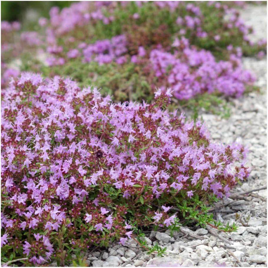 Creeping thyme