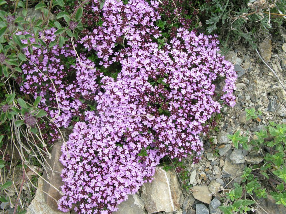 Тимьян ползучий колхида