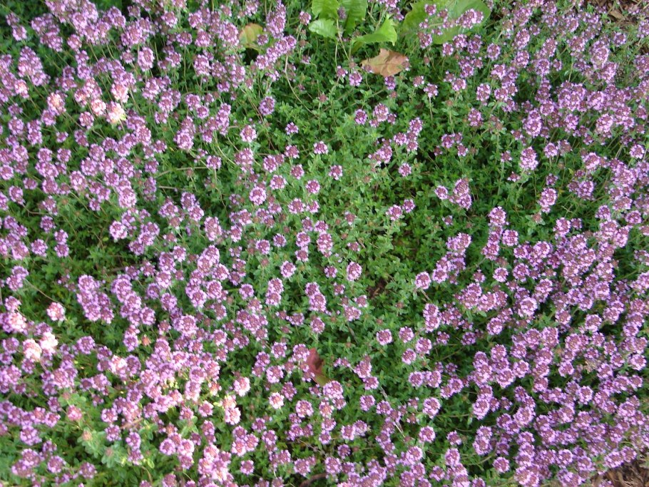 Тимьян ползучий pink chintz