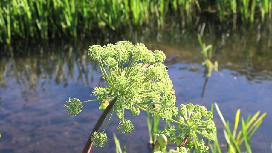 Дудник Лесной (Angelica Sylvestris)