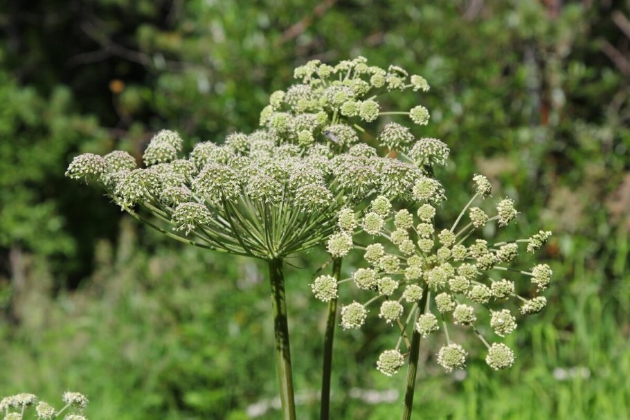 Дягиль обыкновенный