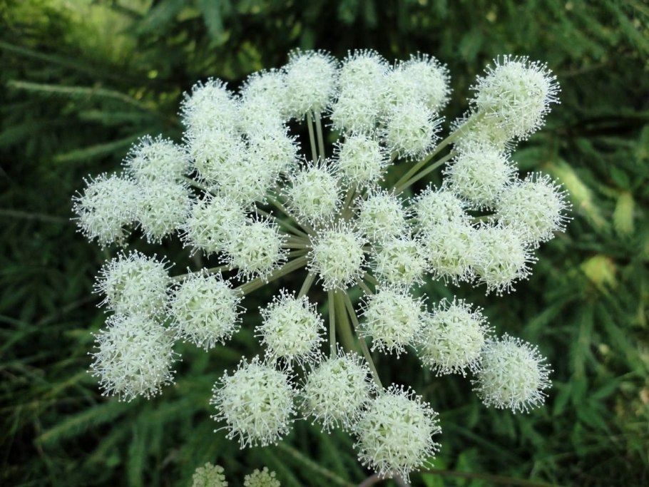 Дудник Лесной листья