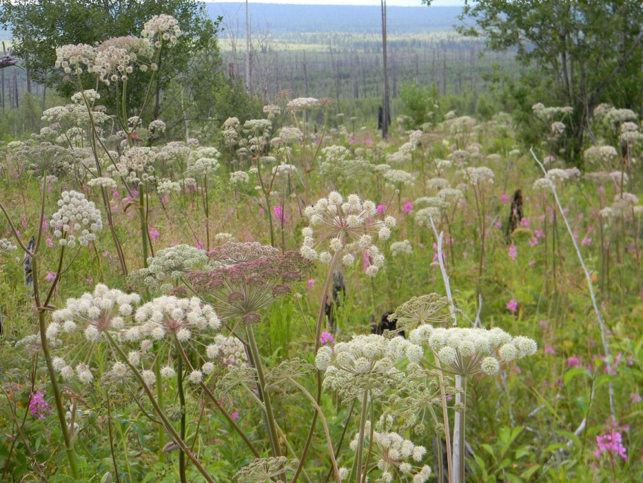 Angelica sylvestris