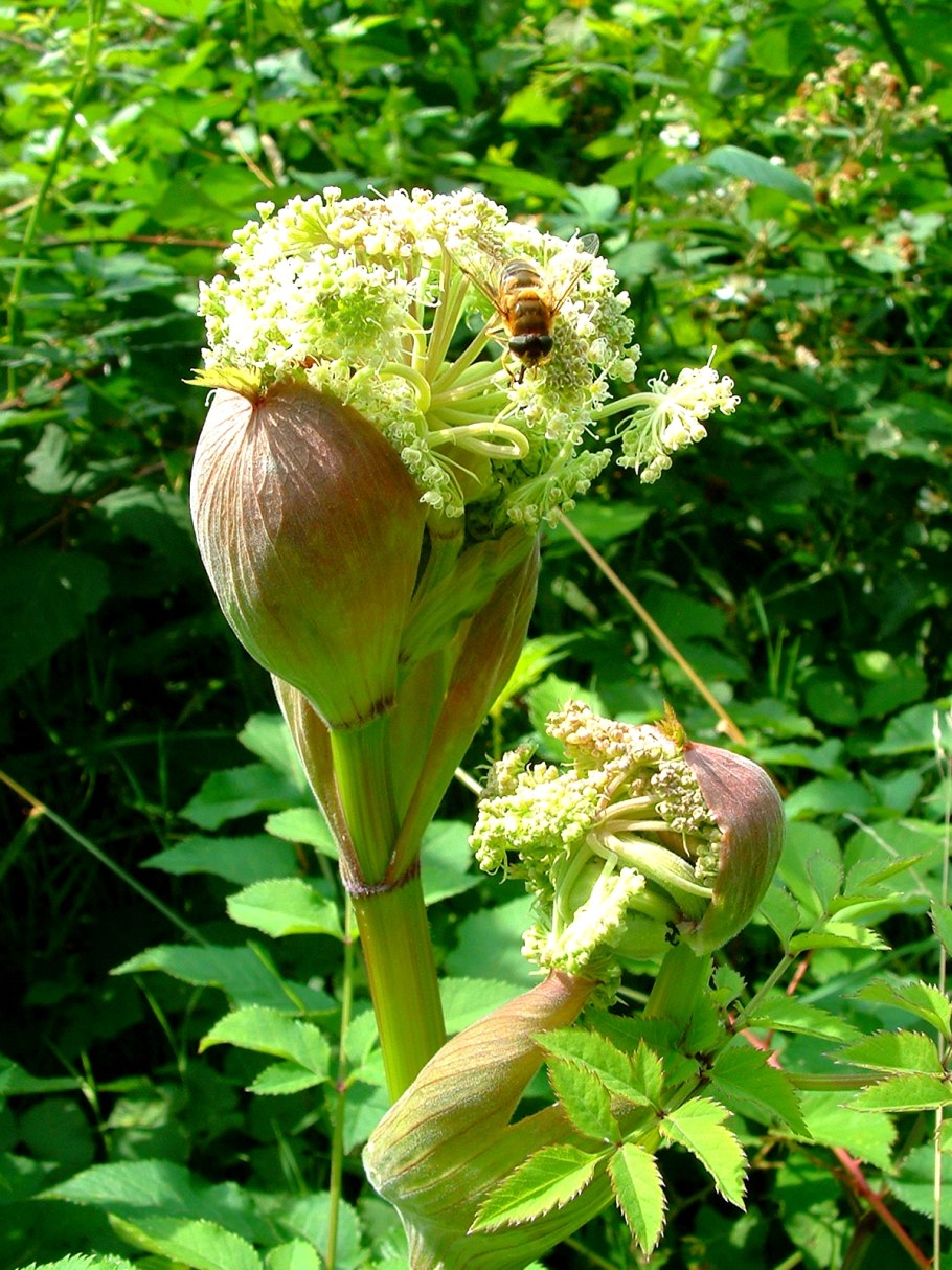 Дягиль – archangelica officinalis