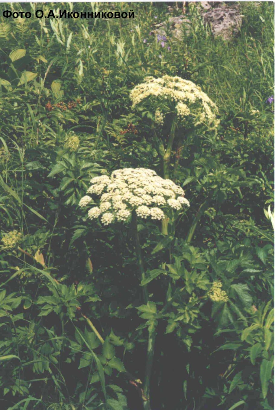 Дягиль низбегающий