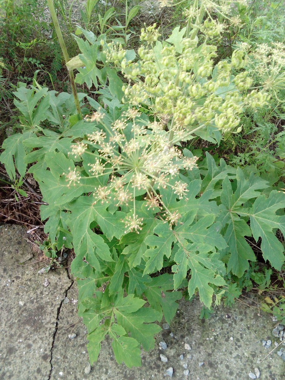 Дудник Лесной (Angelica Sylvestris)