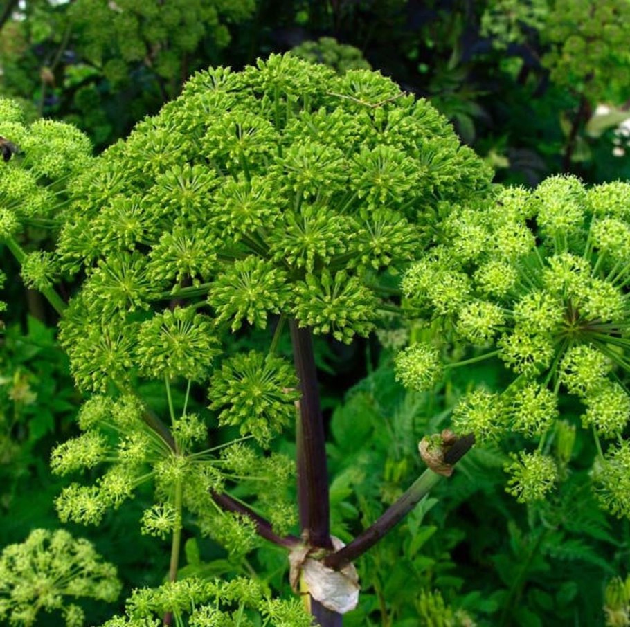 Angelica archangelica