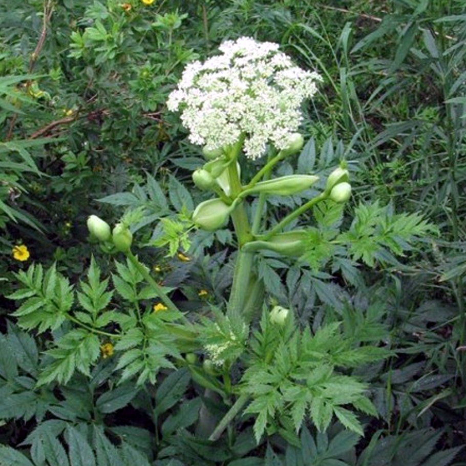 Кудрявый дягиль