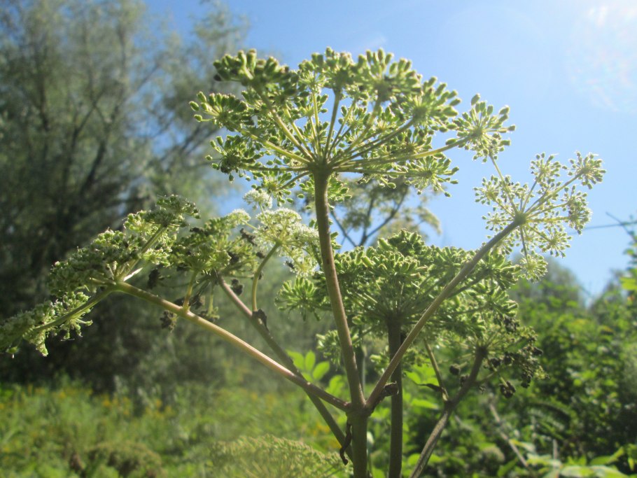 Angelica sylvestris