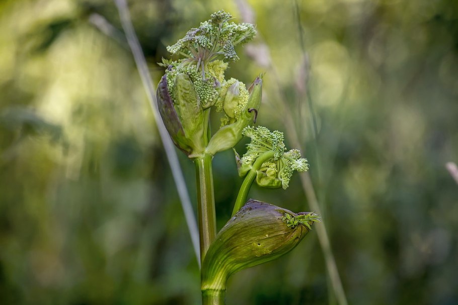 Дудник дягиль