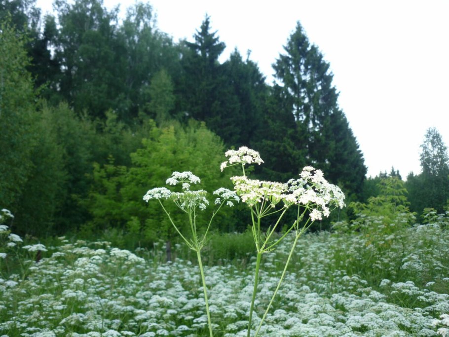 Дудник коленчатосогнутый