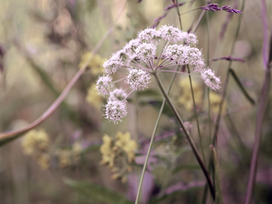 Маточник болотный