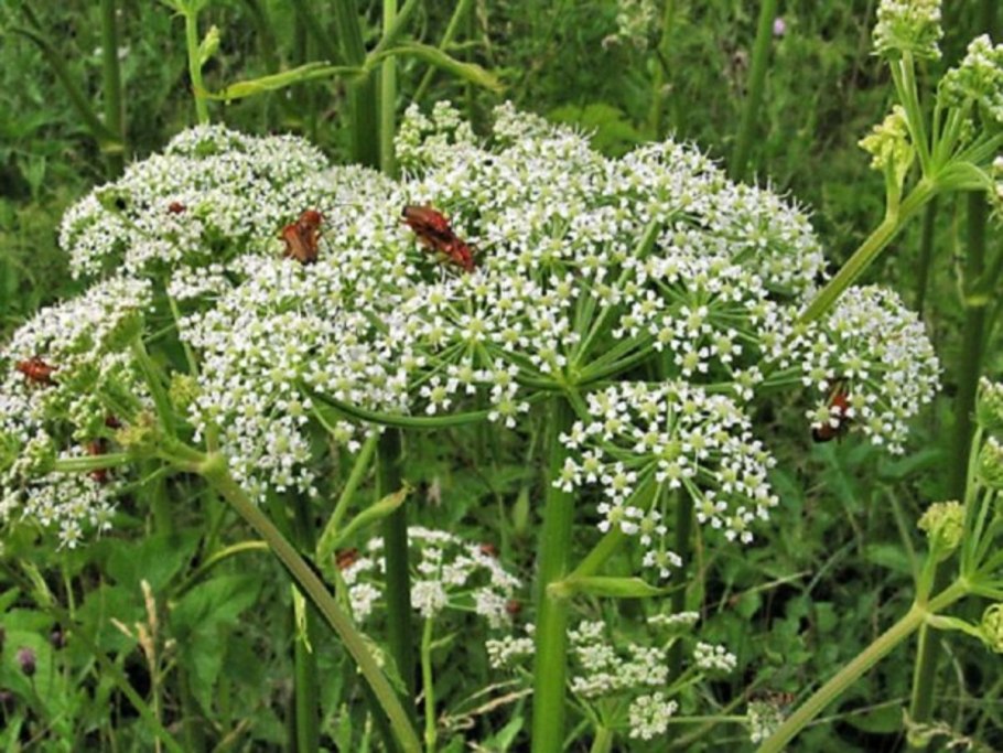Angelica palustris
