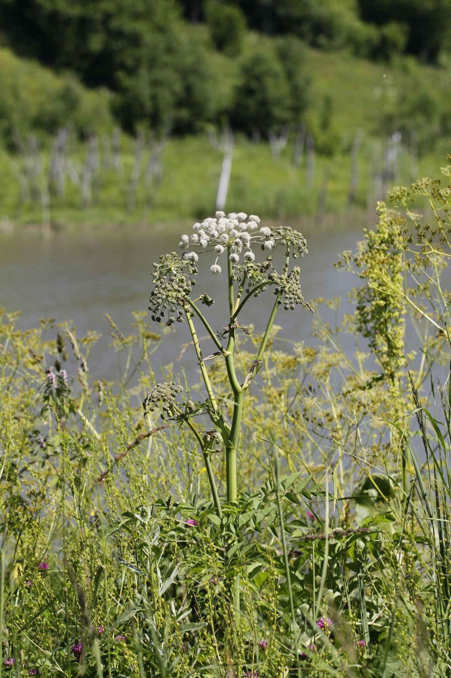 Дягиль – archangelica officinalis