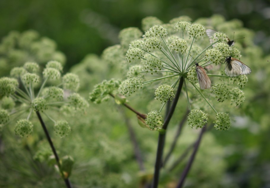 Archangelica officinalis