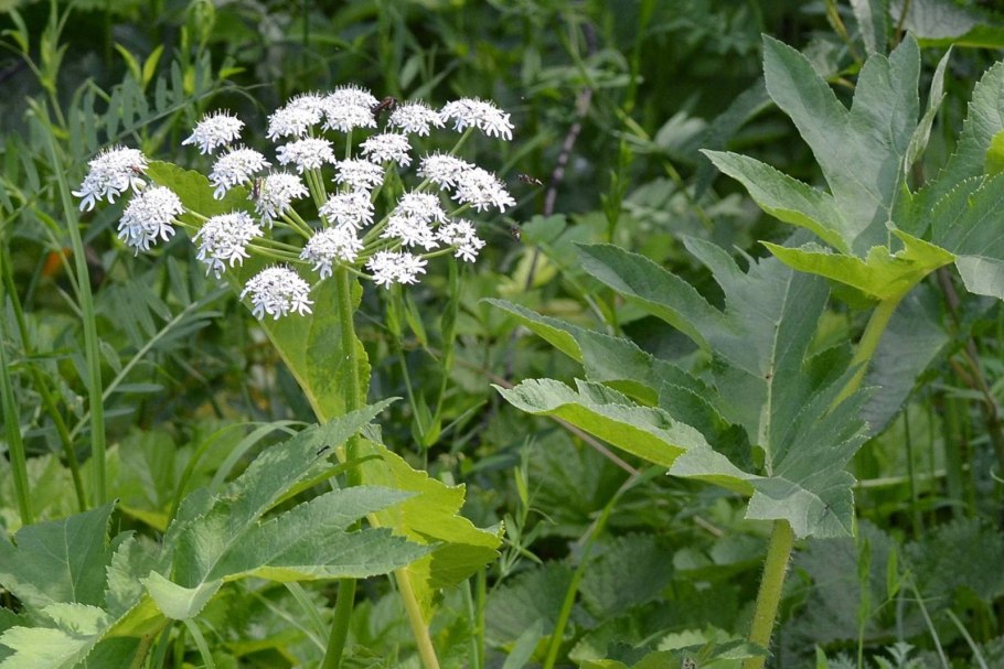 Heracleum sosnowskyi