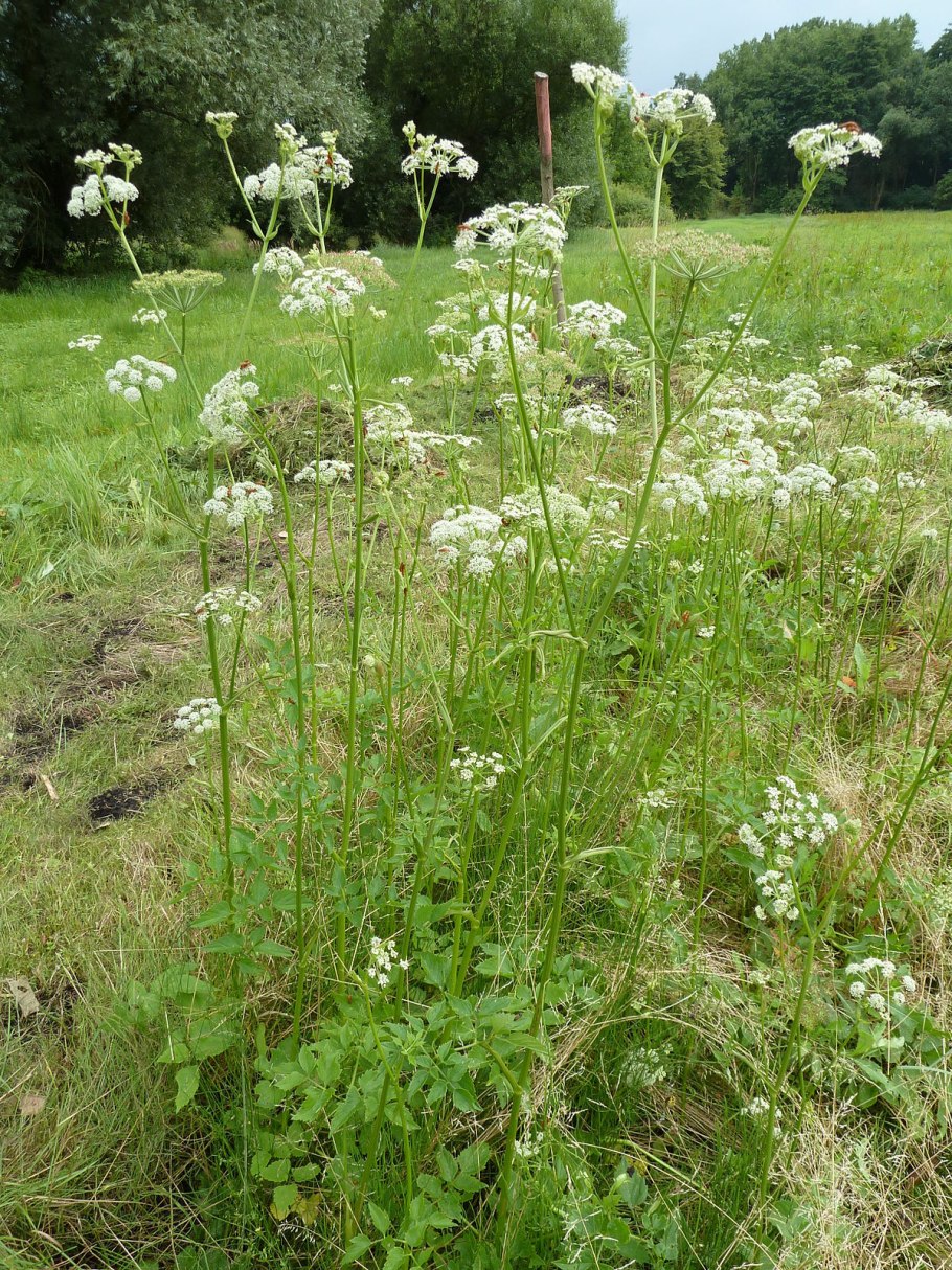 Дудник лекарственный (дягиль) купырь Лесной