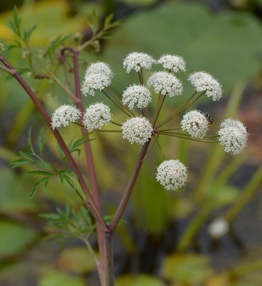 Вех ядовитый цикута