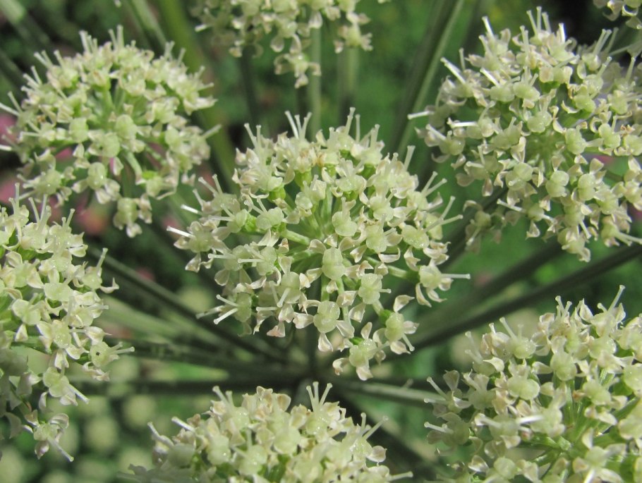 Дудник лесной angelica sylvestris