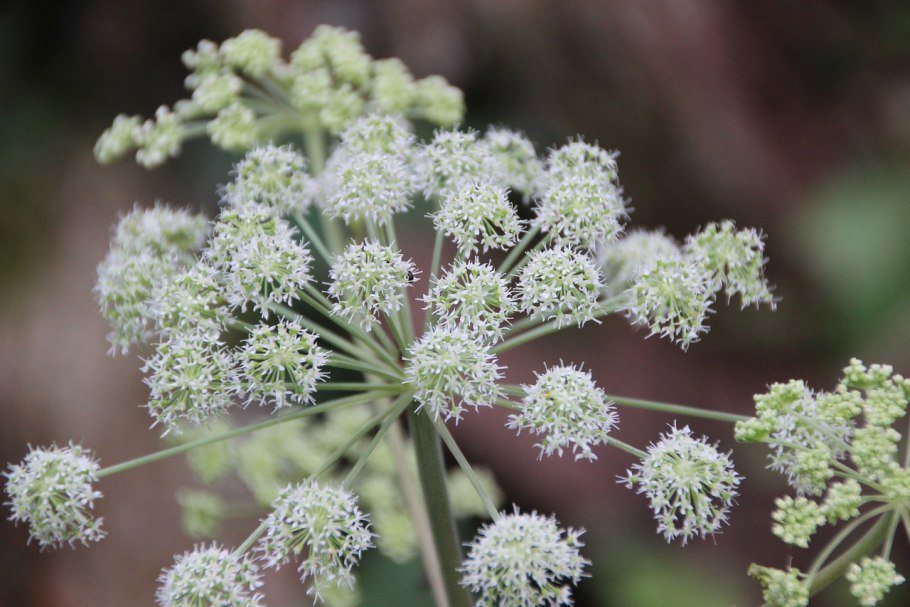 Angelica archangelica