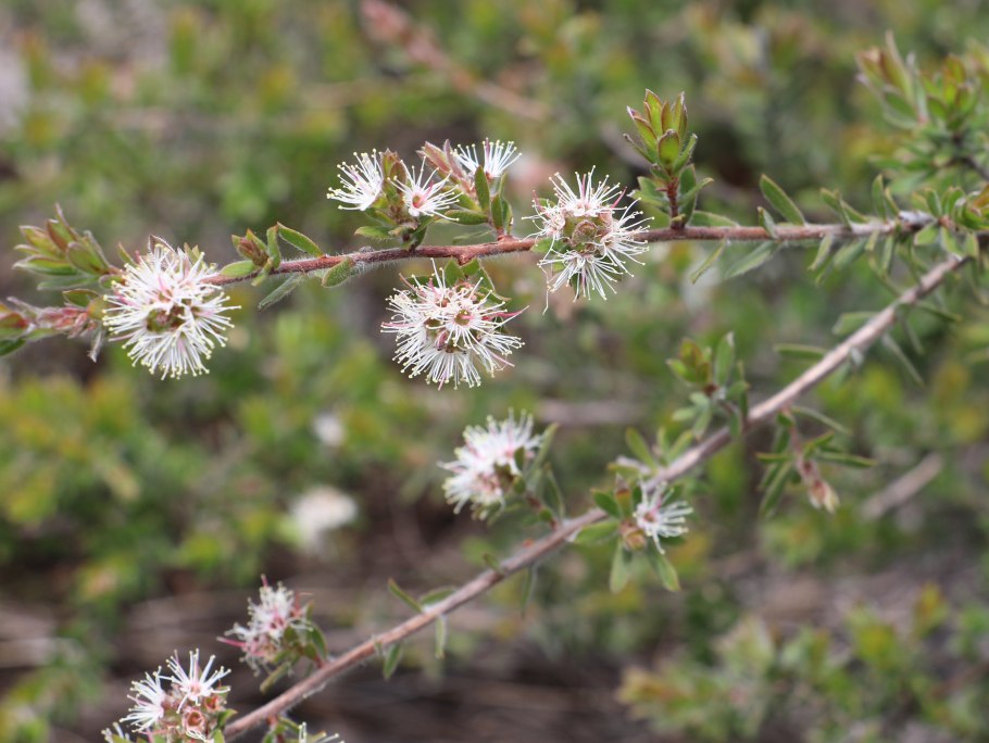 Kunzea rupestris