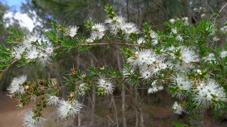 Kunzea parvifolia - Кунцея мелколистная.