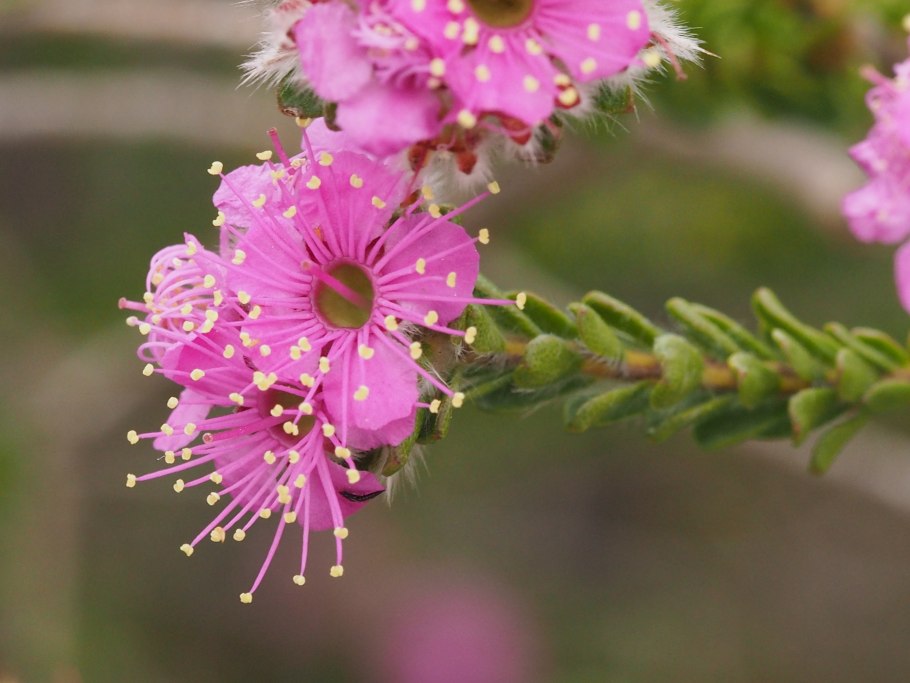 Kunzea parvifolia