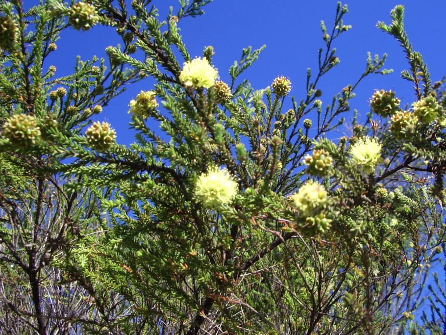 Acacia longifolia