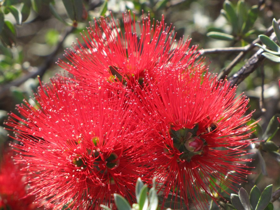 Kunzea parvifolia