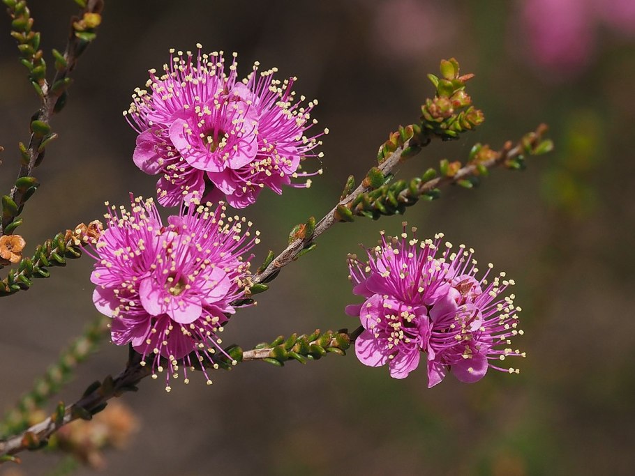 Kunzea affinis