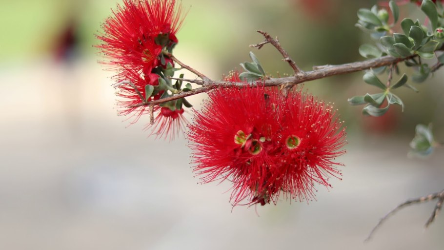 Callistemon citrinus