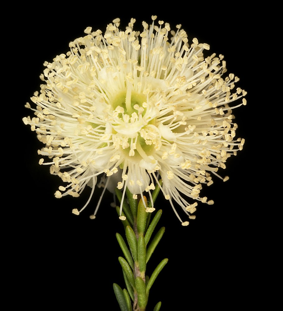 Paradrymonia ciliosa