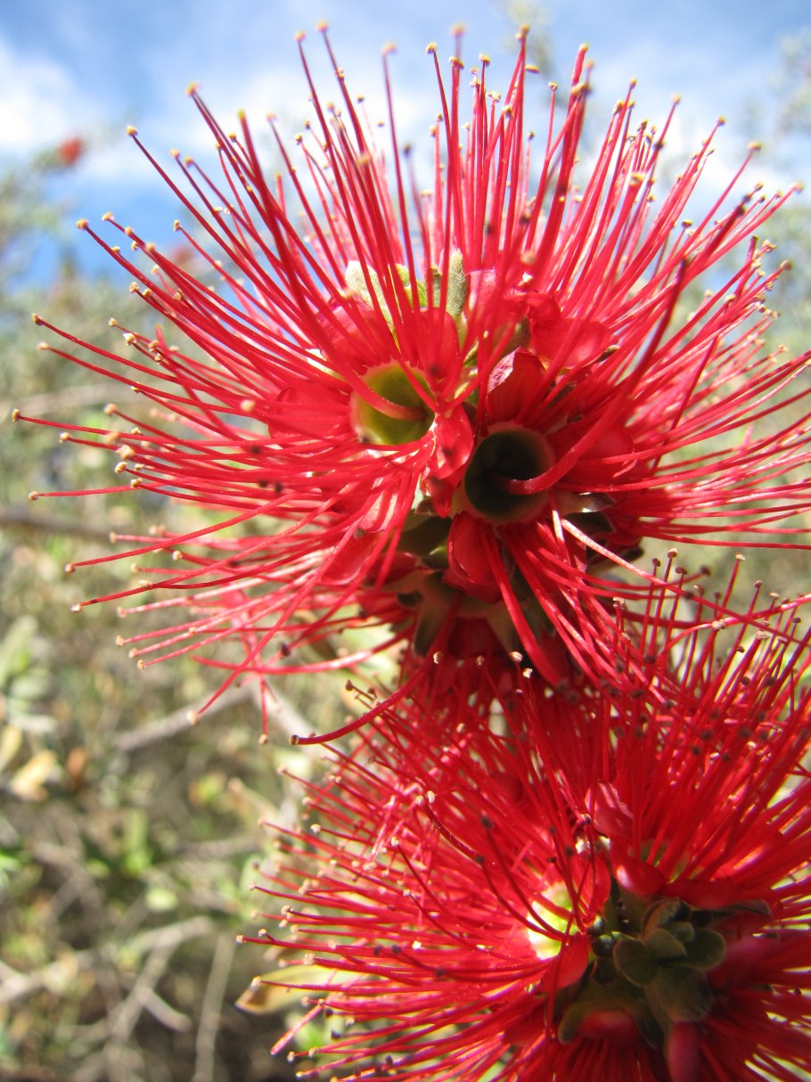 Похутукава новозеландское рождественское дерево